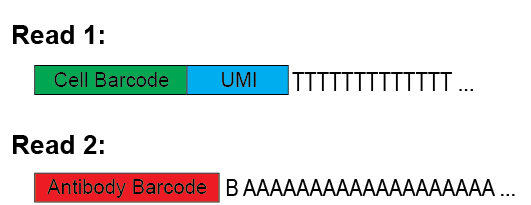 Read structure